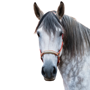 A dapple gray horse head with an orange halter.